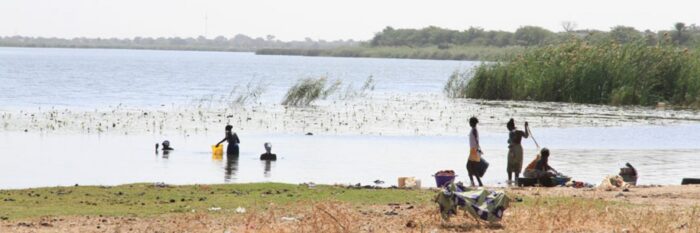 Podor face à la montée dangereuse des eaux du fleuve Sénégal : Les riziculteurs inquiets