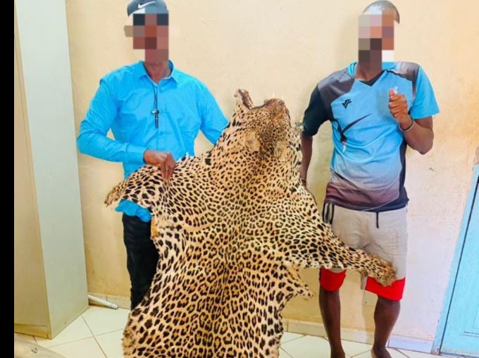 Criminalité faunique :  Encore des peaux de léopard saisies à Kédougou