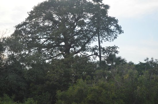 Tambacounda : Un homme retrouvé pendu dans la forêt