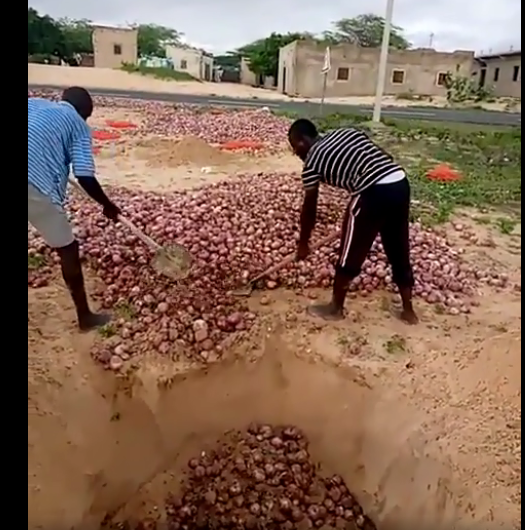 Ndiébéne Gandiol : Faute de clients, les producteurs enfouissent leur oignon