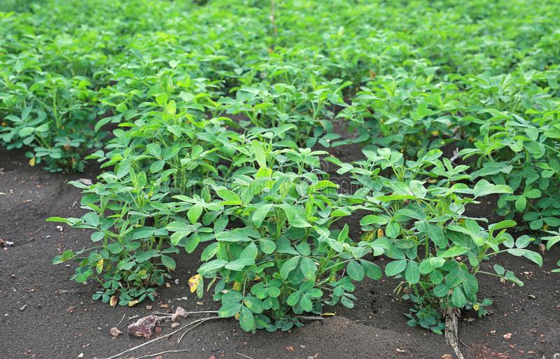 Reeni Kom Kom – Dans les champs, de la verdure et de l&rsquo;espoir d&rsquo;une bonne saison hivernale (Vidéo)