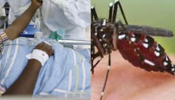 Hausse des cas de dengue : 53 cas enregistrés …