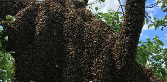 Drame à Sédhiou : Une femme de 50 ans tuée par un essaim d’abeilles