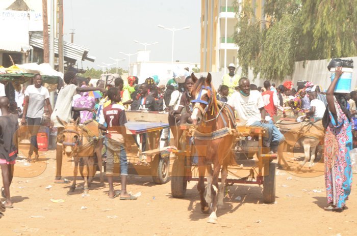 Sécurisation à Touba : Plusieurs charrettes immobilisées, des mineurs de 7 à 10 ans interpellés