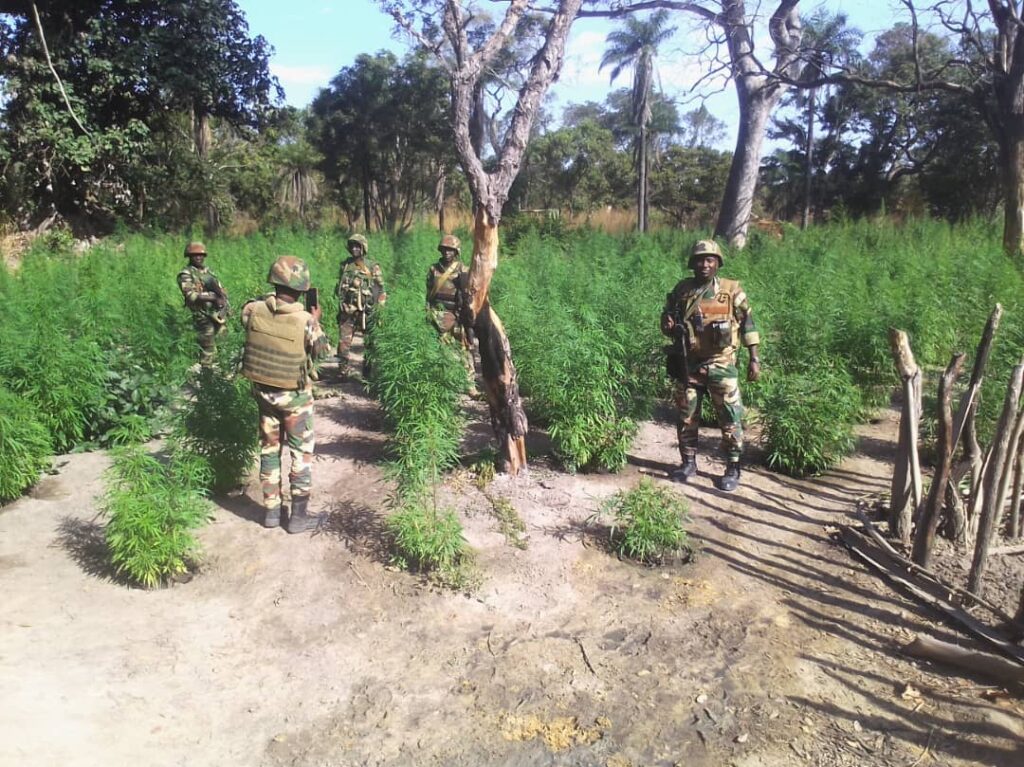Ziguinchor : l’armée découvre des hectares de chanvre indien, un suspect arrêté