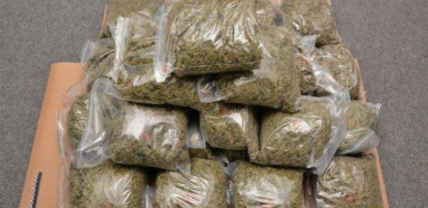 Bignona : 34 colis de « yamba » saisis, 4 personnes interpelées