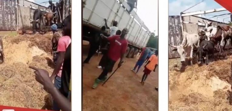 Autoroute à péage : Un bœuf chute d’un camion et cause un accident