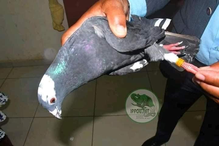 Insolite : Un pigeon griffé  «Sénégal» atterrit dans une préfecture en Côte d’Ivoire (Photos)