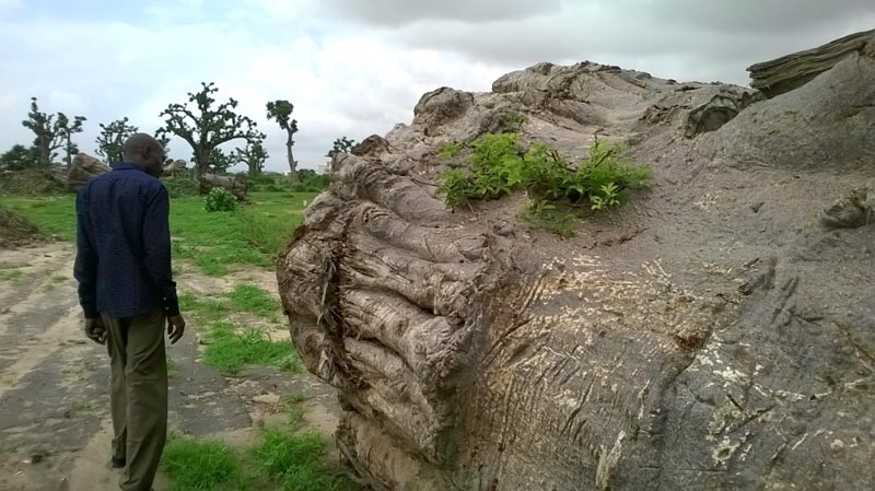 Drame à Thiès : Aby Cissé, 20 ans, tuée dans l’affaissement d’un baobab centenaire