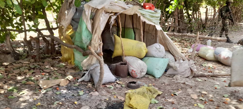 Casamance : L’Armée saisit une grosse quantité de chanvre indien dans les bases de Paul Bassène (Photos)