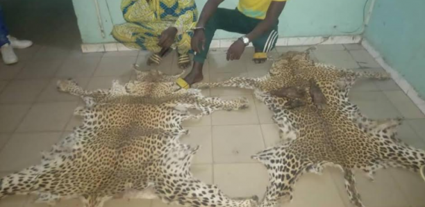 Saisie de peaux de léopard et de trois pattes d’Oryctérope : 4 personnes arrêtées à Tamba