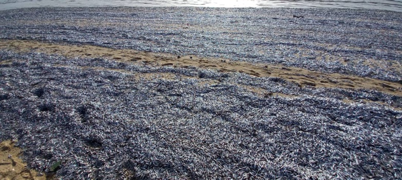 Saint-Louis : Une importante quantité de poissons morts à la plage Gandiol
