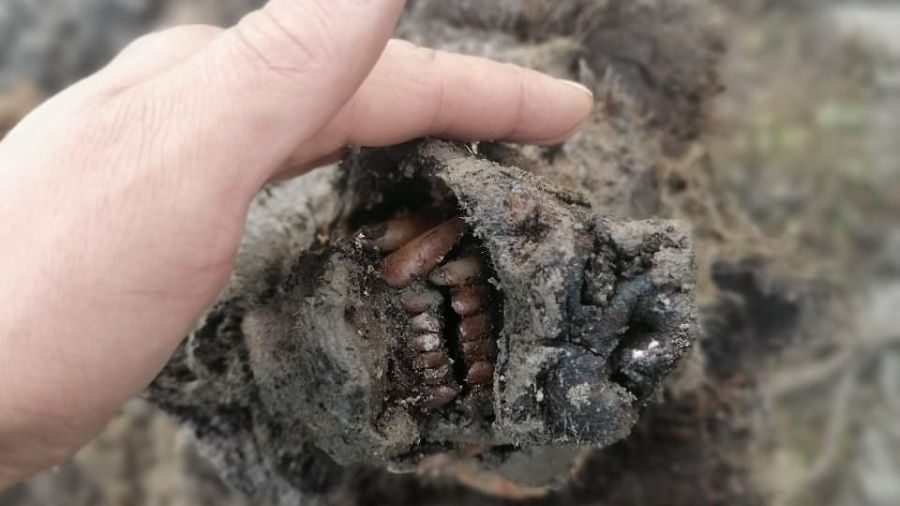 Le corps d’un ours des cavernes de 22 mille ans, parfaitement préservé, découvert en Sibérie