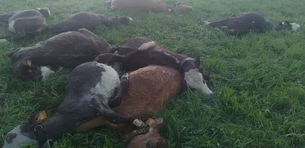 Fortes pluies à Podor : 20 veaux tués par la foudre