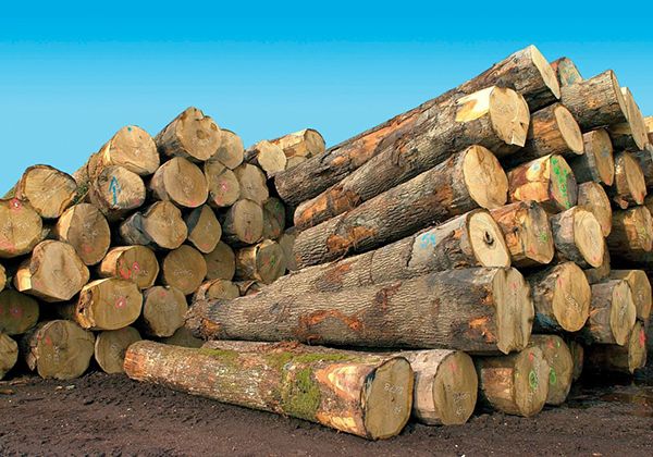 Trafic illicite de bois : Kolda enregistre une baisse des infractions