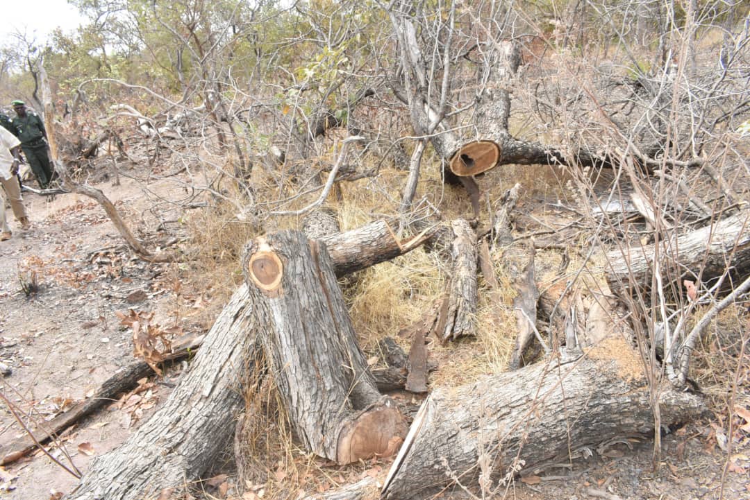 Trafic illicite de bois : Une baisse des infractions constatée à Kolda