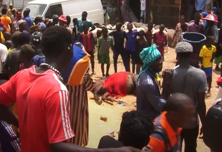Touba : Un bœuf tue un cheval à coups de cornes « Daral » de Darou Mousty (vidéo)