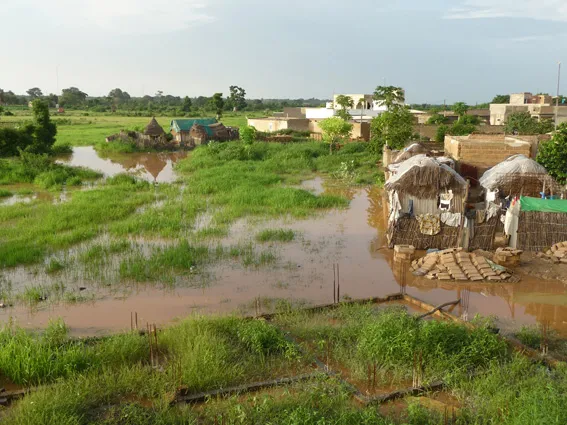 Débordement fleuve Sénégal : 84 hectares de riz inondés, 450 tonnes de Paddy en ruines