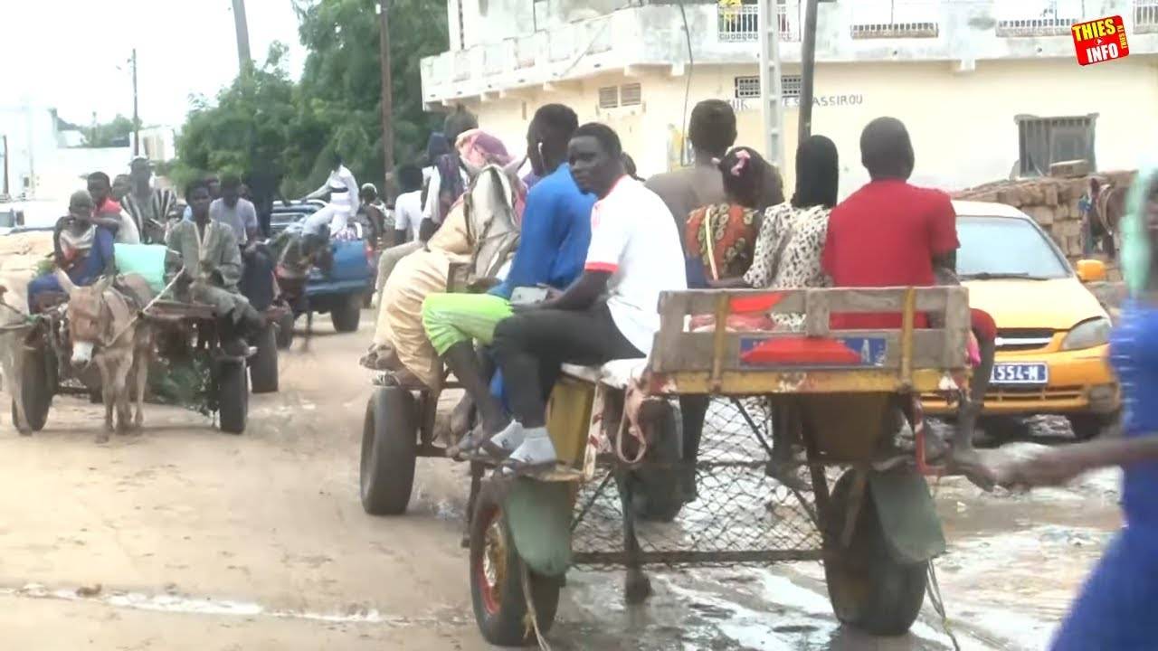 Magal Touba : Le fructueux business du transport en charrettes – vidéo