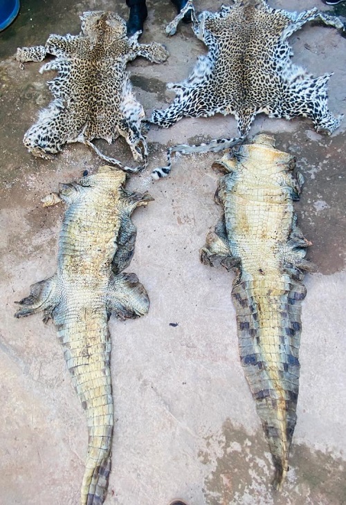 Criminalité faunique : Commerce illégal de viande de crocodile et de peaux de léopard…