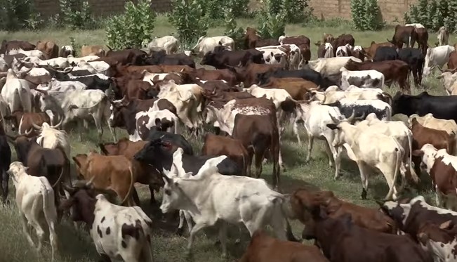 Gamou :  Farba Ngom offre des bœufs, de l’argent et du riz (vidéo)