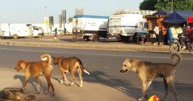 Kaolack : Des meutes de chiens errants sèment la terreur…