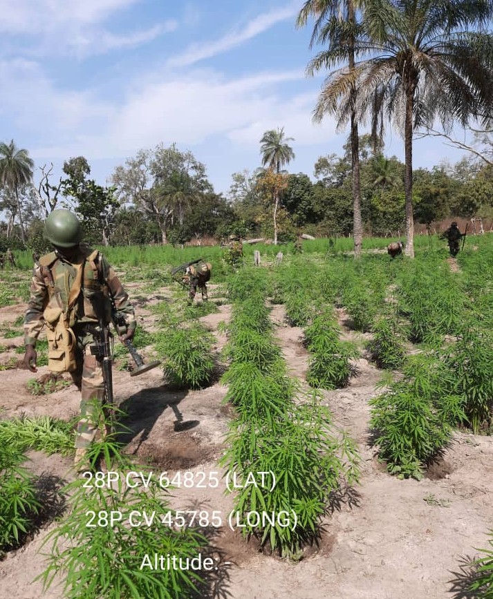 Casamance : L’Armée enfume 15 hectares de culture de chanvre indien
