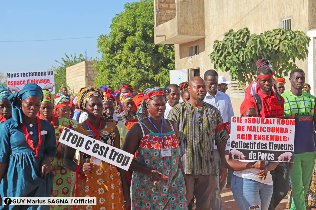 Peste porcine, du vol de bétail… : GMS invite Macky « à traiter toutes les filières d’élevage avec équité »