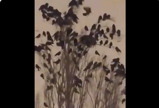 Séisme en Turquie : L’alerte instinctif des oiseaux (Vidéo)