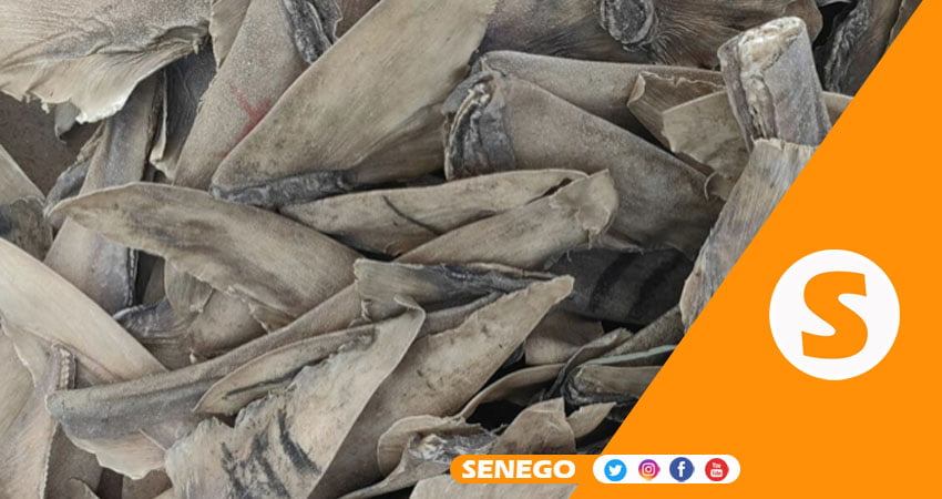 Criminalité faunique : La douane saisit de 550 kg d’ailerons à l’AIBD …