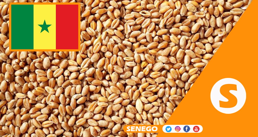 Sénégal : expérimentation prometteuse pour la production de blé local