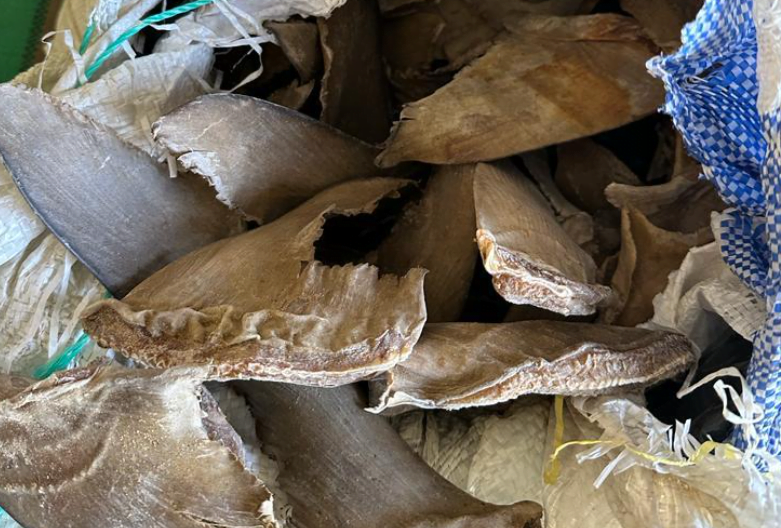 Trafic : Des ailerons de requin estimés à 418 millions fCfa saisis par la douane sénégalaise