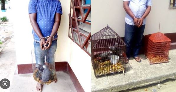 Réseau de criminalité faunique Dakar-Abidjan : 5 personnes arrêtées et 123 perroquets saisis