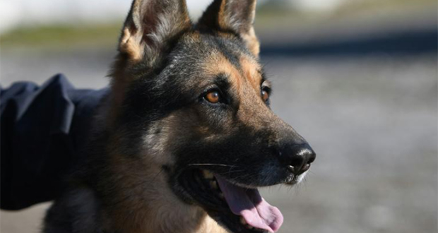 Arsenal : Le club recrute un chien pour aider à gagner le titre