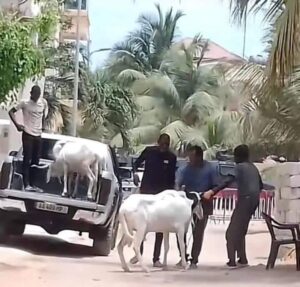 Cité Keur Gorgui : Admirez les moutons de Ousmane Sonko pour la Tabaski (Vidéo)