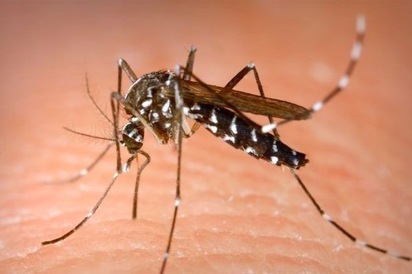 Cent cas de chikungunya recensés dans la région de Kédougou