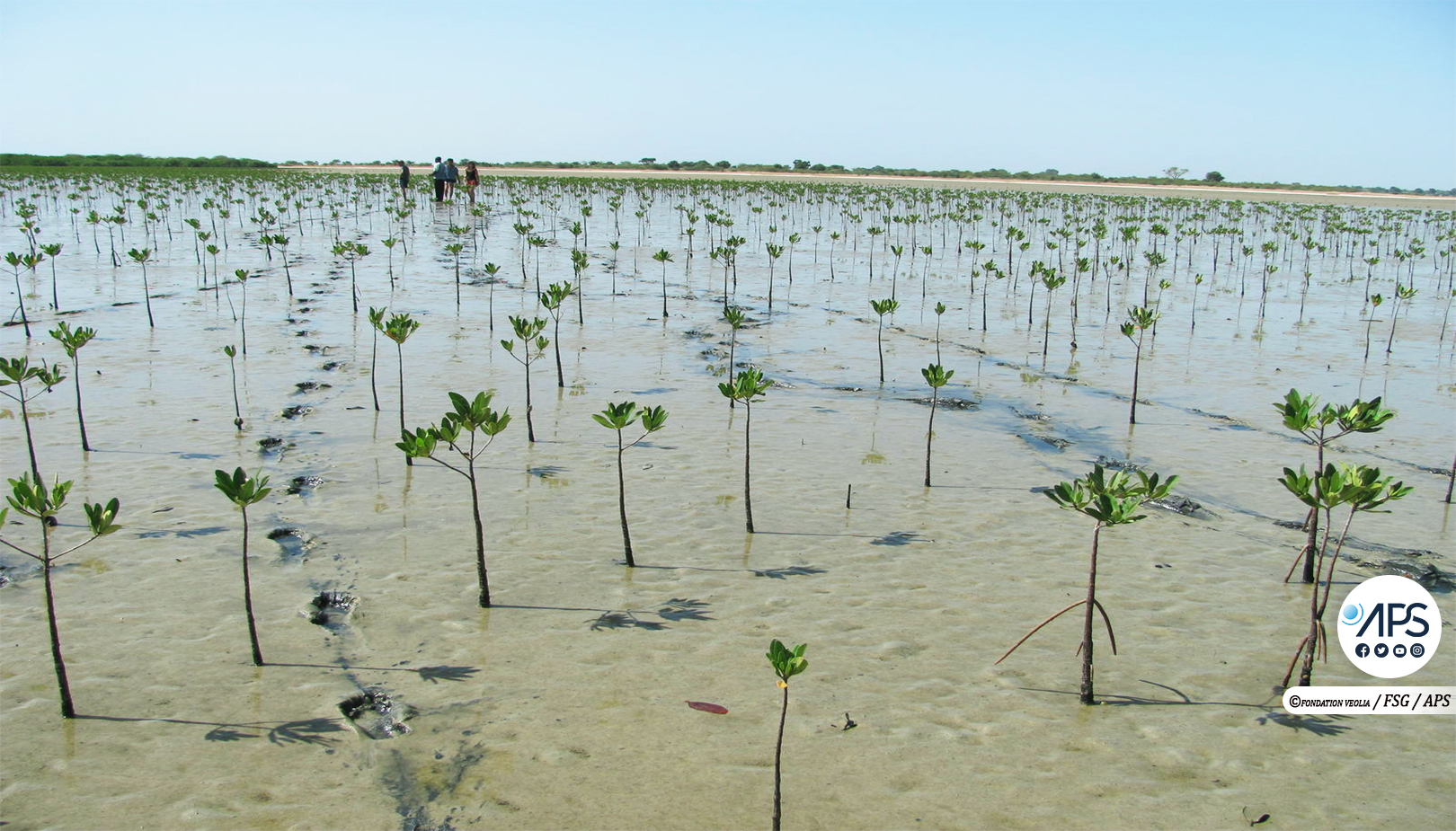 L’association Green Sédhiou restaure 24 hectares de mangroves en une semaine
