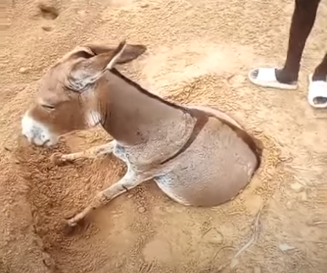 Incroyable – Darou Mouhty : Un âne coincé sur le sol… Regardez !