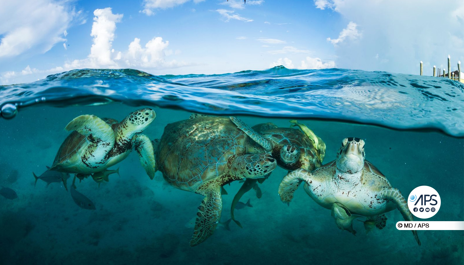26 pays africains adoptent un mémorandum pour la conservation des tortues marines