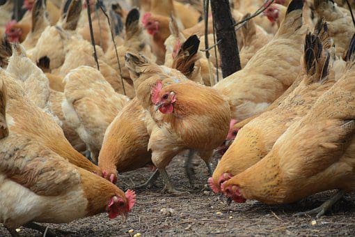 Afrique du Sud : La grippe aviaire fait disparaître 2,7 millions de poulets, entrainant une flambée des prix
