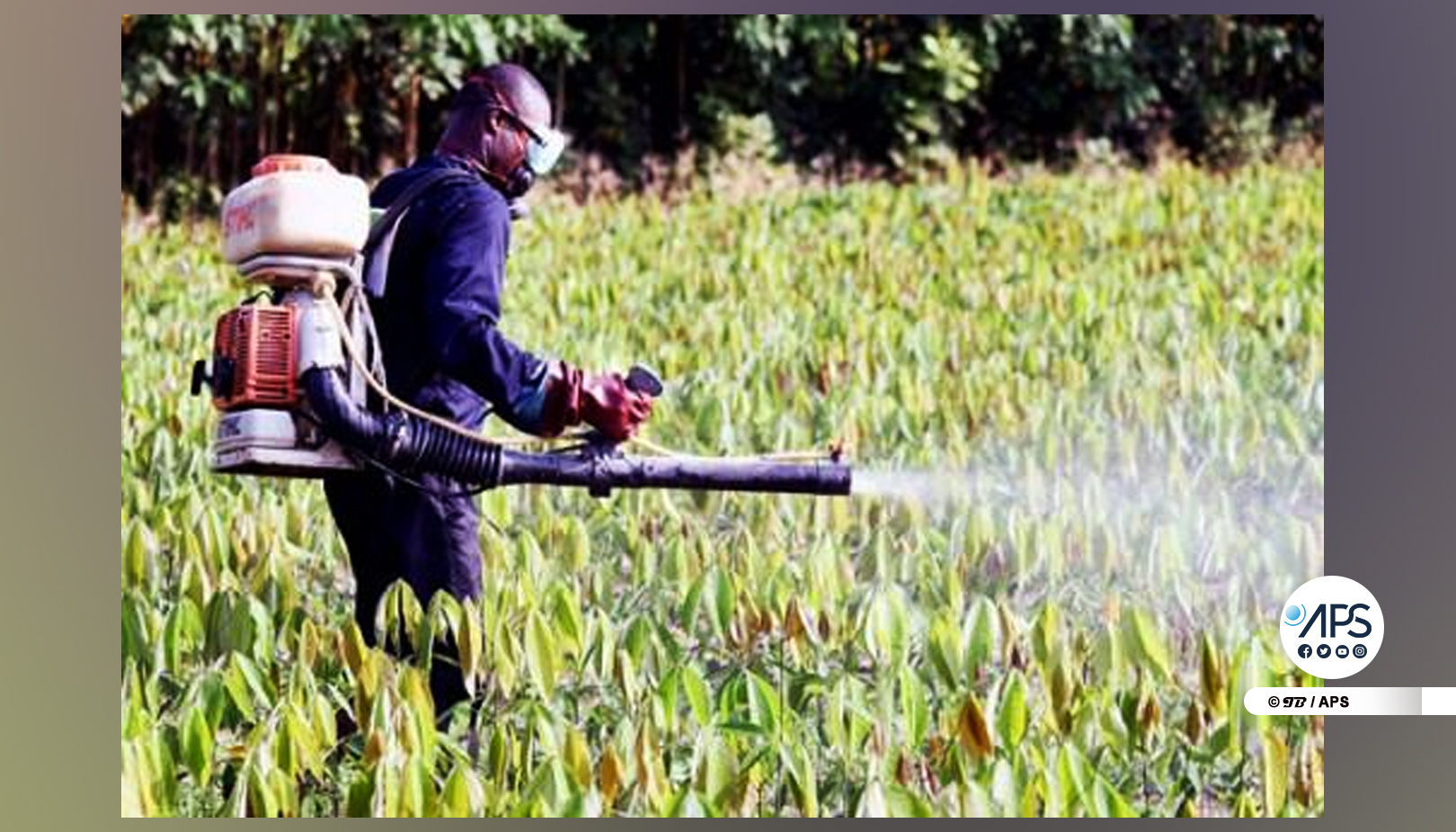 Attaques d’insectes sur les cultures à Kédougou : Une menace à la productivité agricole