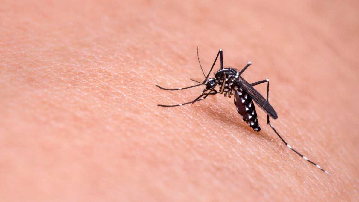 Burkina Faso : 89 cas confirmés de Chikungunya soulèvent des inquiétudes