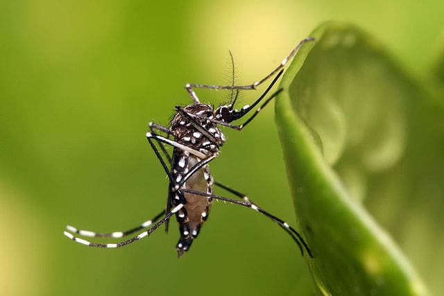 Burkina Faso : Une épidémie de dengue fait des dizaines de morts