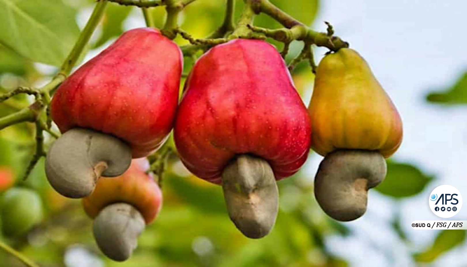 Photo: Le PACAS investit 70 millions de francs dans le matériel agricole pour stimuler la production d’anacarde au Sénégal