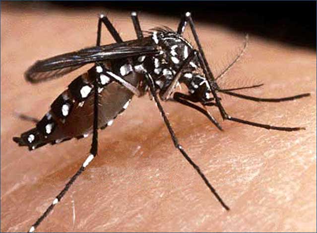 Propagation rapide et mortelle du chikungunya à Tambacounda