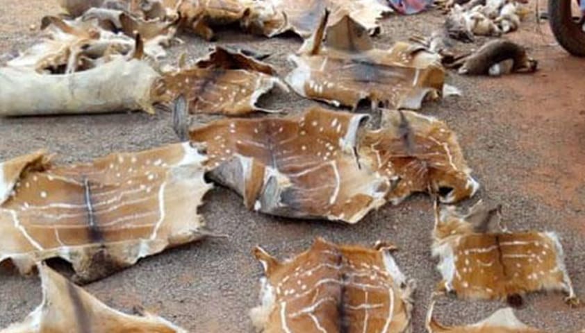 Sénégal : Le trafic illégal d’animaux, une menace majeure pour la biodiversité