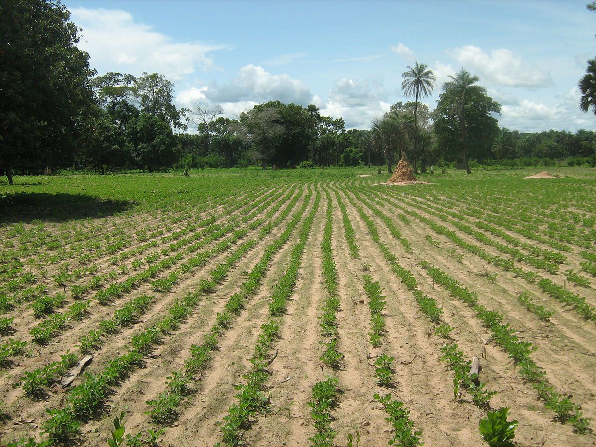 Prochain ministre de l’Agriculture: Qui pour succéder à Aly Ngouille Ndiaye ?