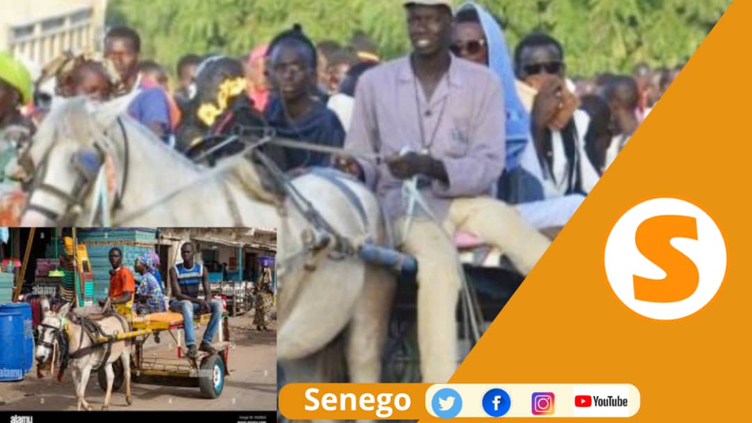 Transport à Touba : Chevaux et ânes se partagent les pèlerins (Senego Tv)
