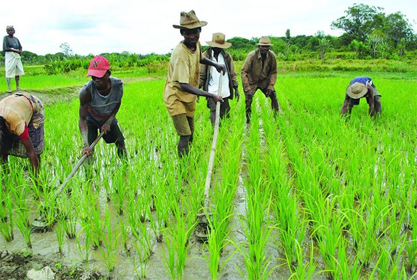 Macky Sall exige une évaluation intégrale de la campagne agricole 2023-2024