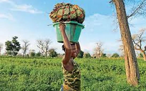 Sénégal: Le secteur bancaire face aux impacts des changements climatiques, alerte du fondateur de l’ISF